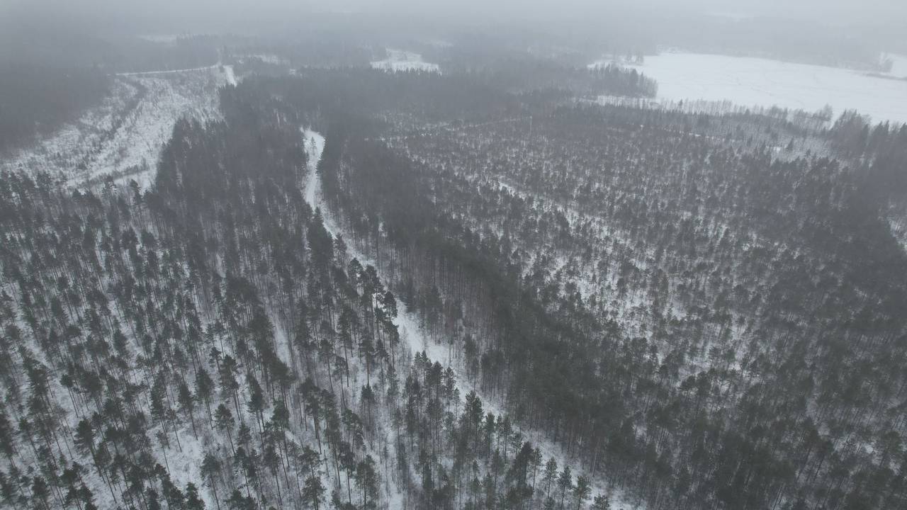 Hallanvahti site survey, December 2024 — forested land before construction